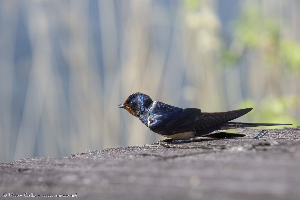 Barn Swallow