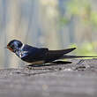 Hirondelle rustique