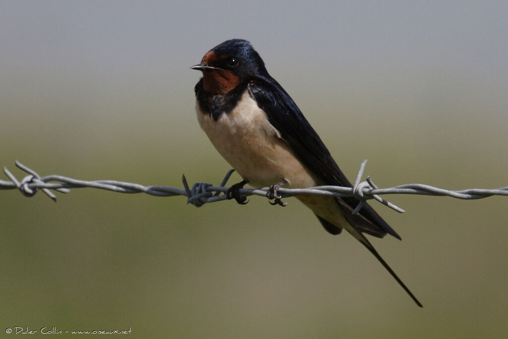 Hirondelle rustiqueadulte, Comportement