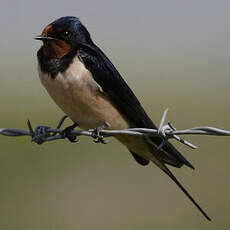 Barn Swallow