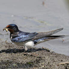 Barn Swallow