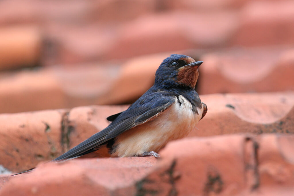 Hirondelle rustiqueadulte, identification