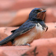 Barn Swallow