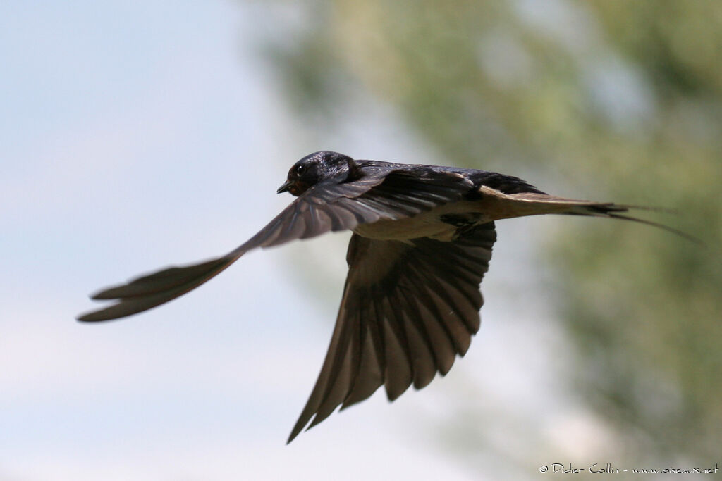 Hirondelle rustiqueadulte, Vol