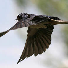 Barn Swallow