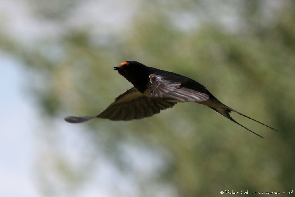 Hirondelle rustiqueadulte, Vol