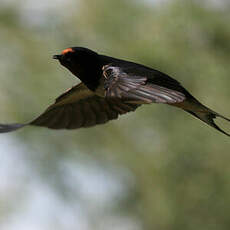 Barn Swallow