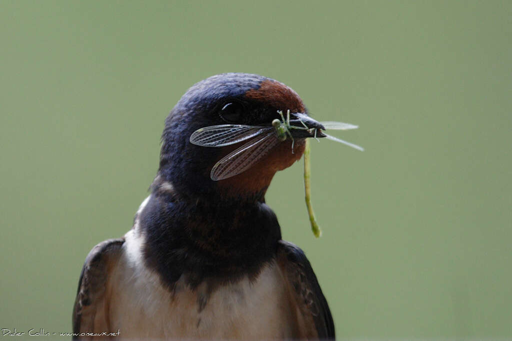 Hirondelle rustiqueadulte, régime