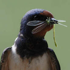 Barn Swallow