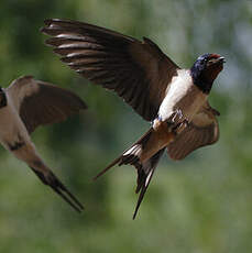 Barn Swallow