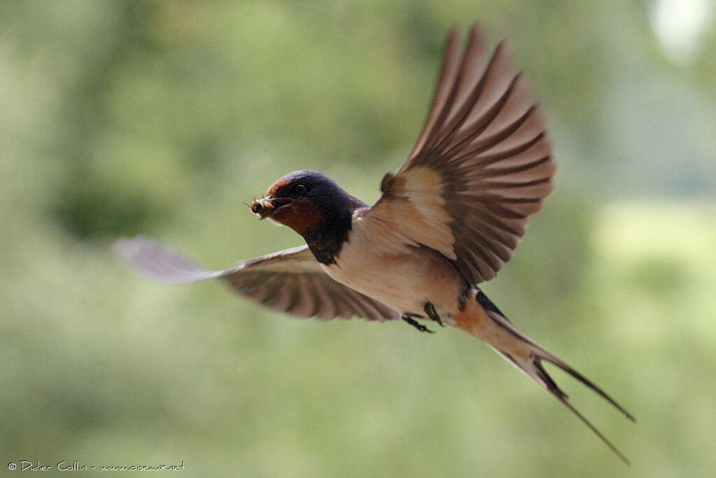 Hirondelle rustiqueadulte, Vol