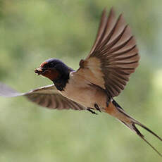 Barn Swallow