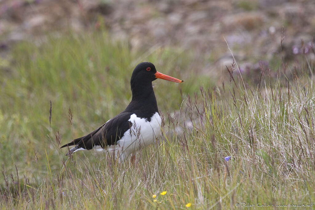 Eurasian Oystercatcher