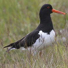 Eurasian Oystercatcher