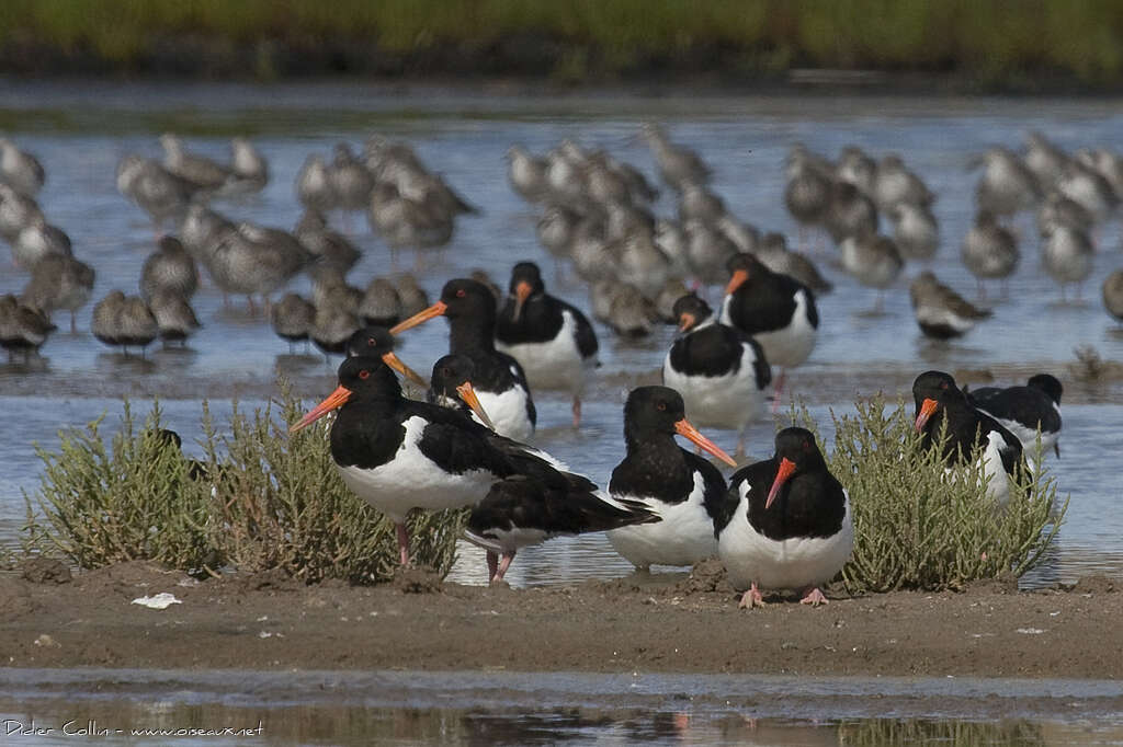 Eurasian Oystercatcher, Behaviour