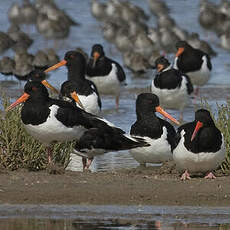 Eurasian Oystercatcher