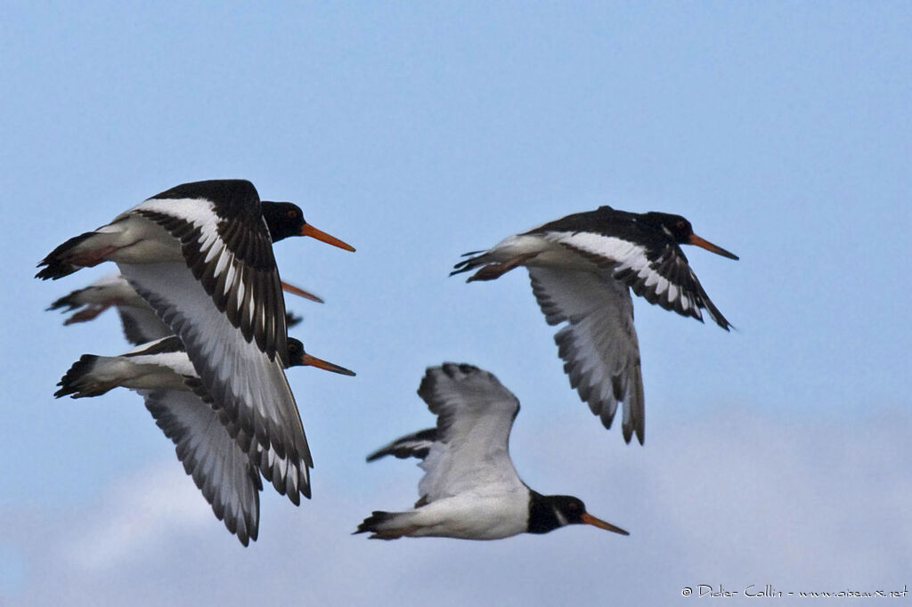 Eurasian Oystercatcher