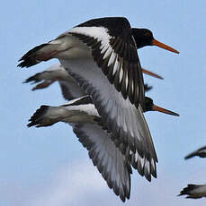 Eurasian Oystercatcher