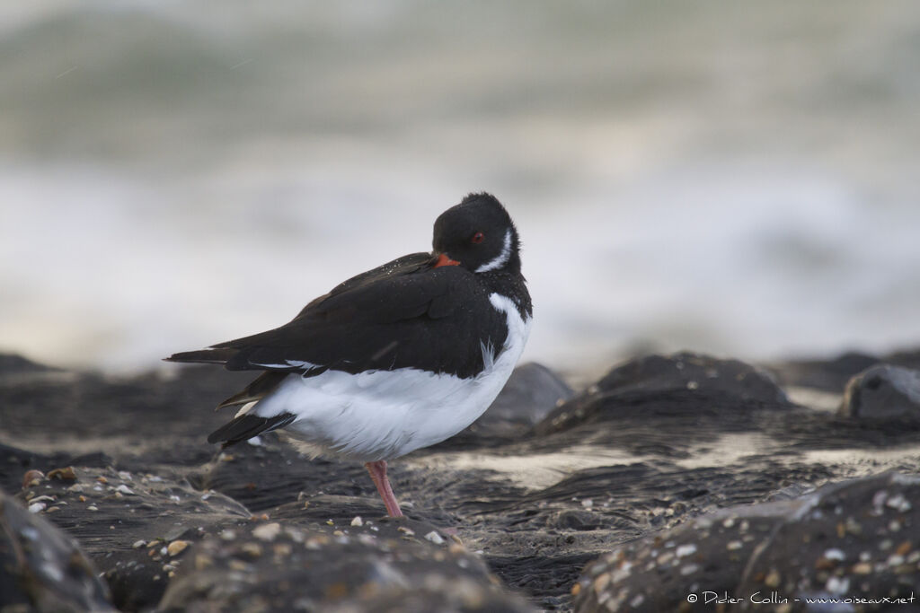 Eurasian Oystercatcher, Behaviour