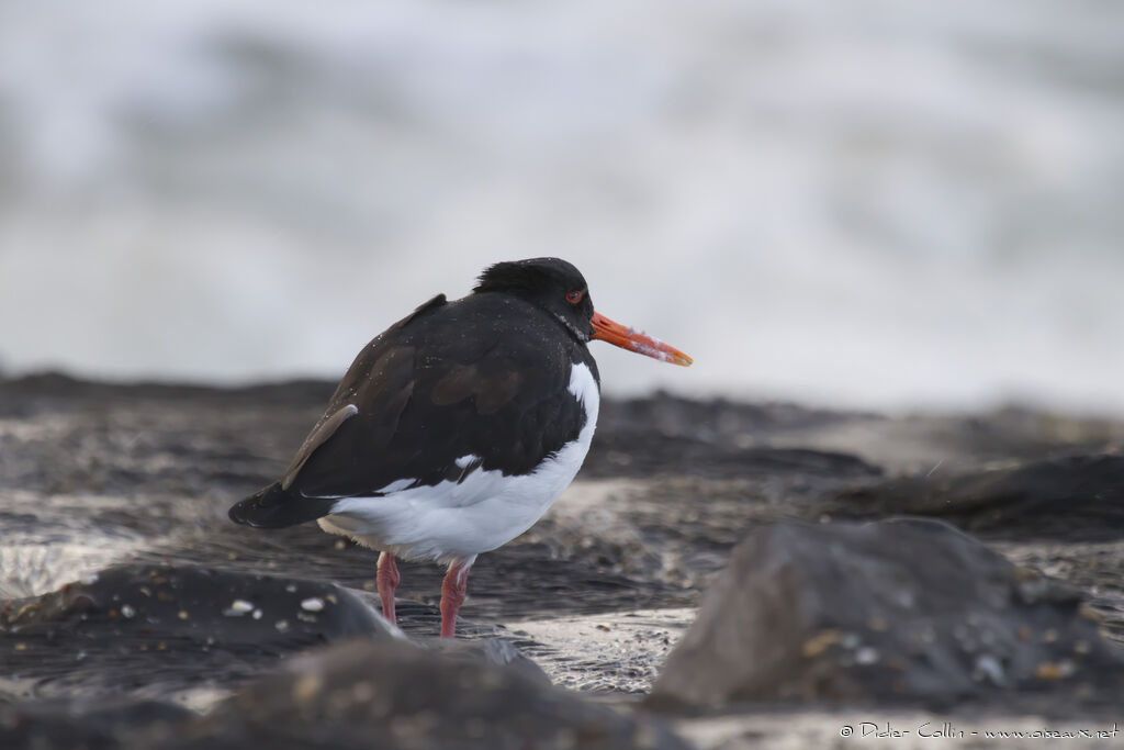 Eurasian Oystercatcher