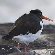 Eurasian Oystercatcher