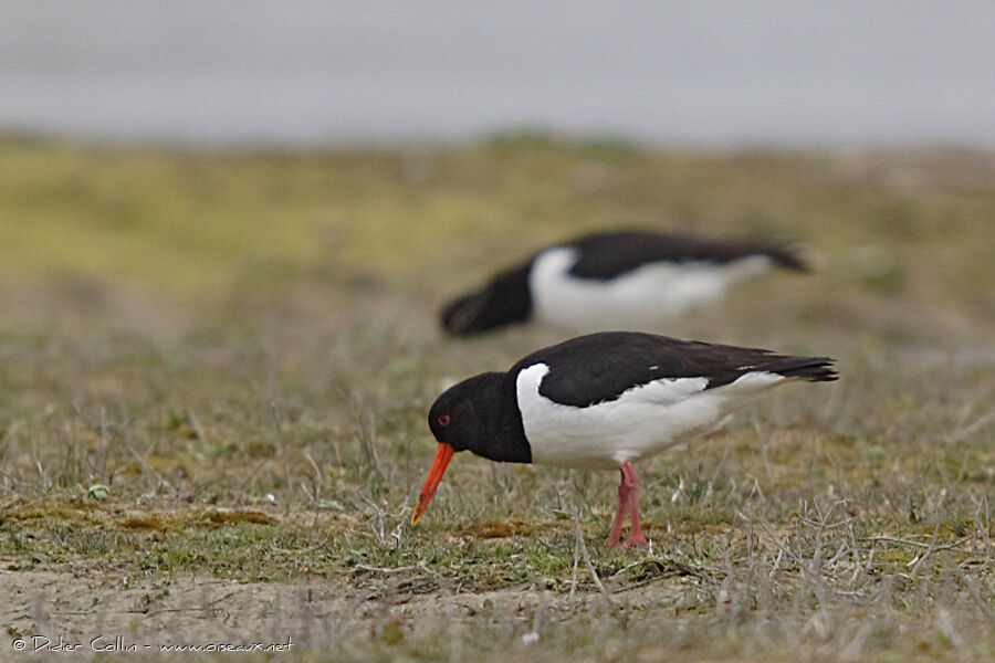 Eurasian Oystercatcher