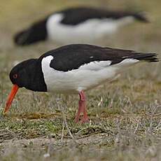 Eurasian Oystercatcher