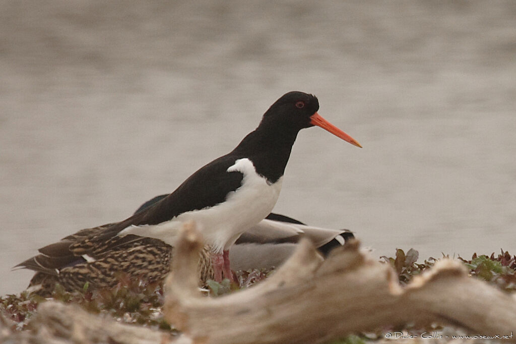 Eurasian Oystercatcher