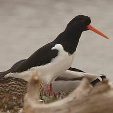 Eurasian Oystercatcher