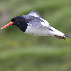 Eurasian Oystercatcher