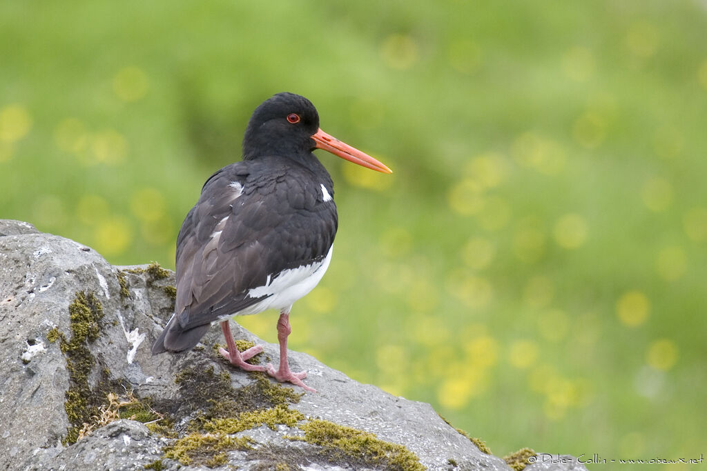 Eurasian Oystercatcher, identification