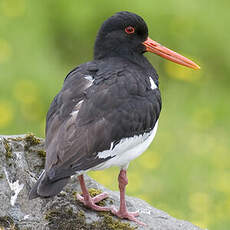 Eurasian Oystercatcher