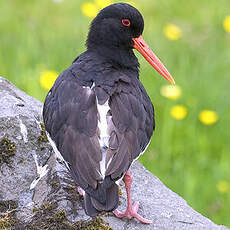 Eurasian Oystercatcher