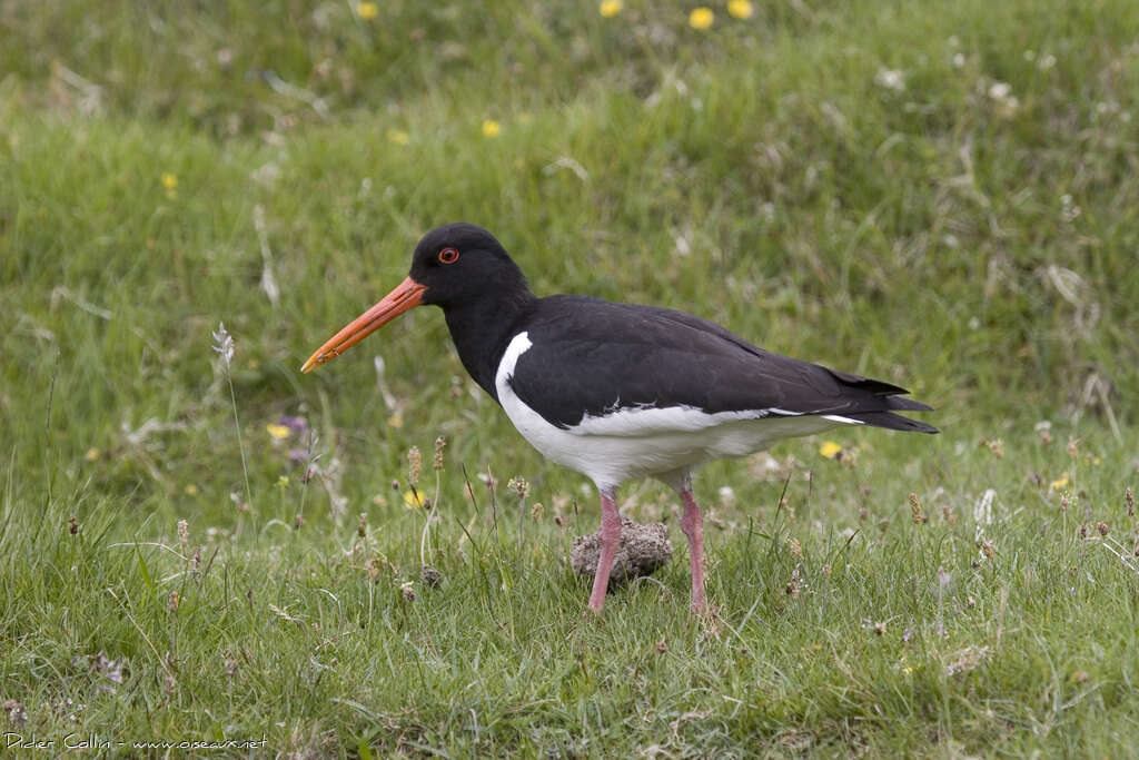 Eurasian Oystercatcheradult post breeding, identification