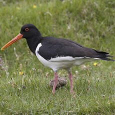 Eurasian Oystercatcher