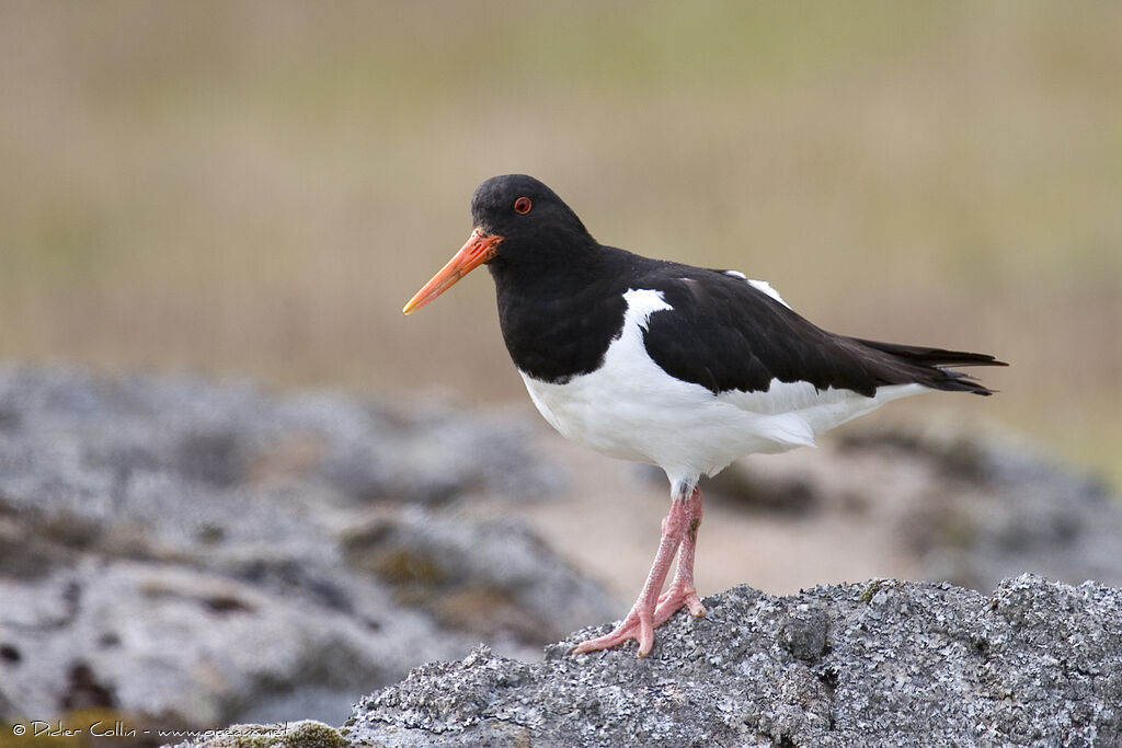 Eurasian Oystercatcher, identification