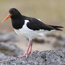 Eurasian Oystercatcher