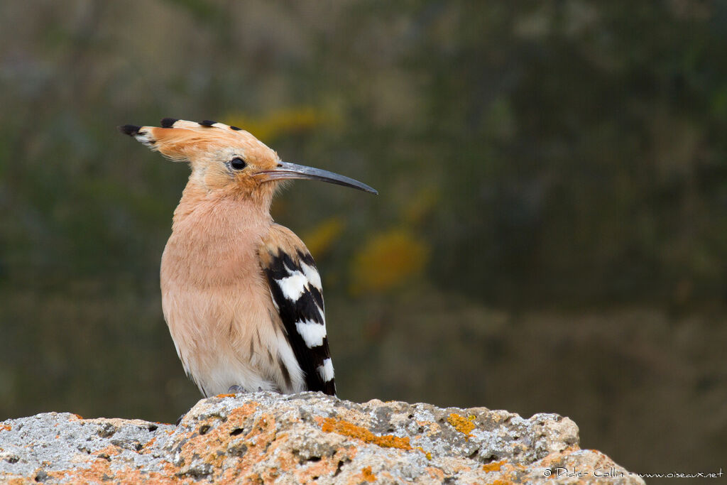 Huppe fasciéeadulte, identification