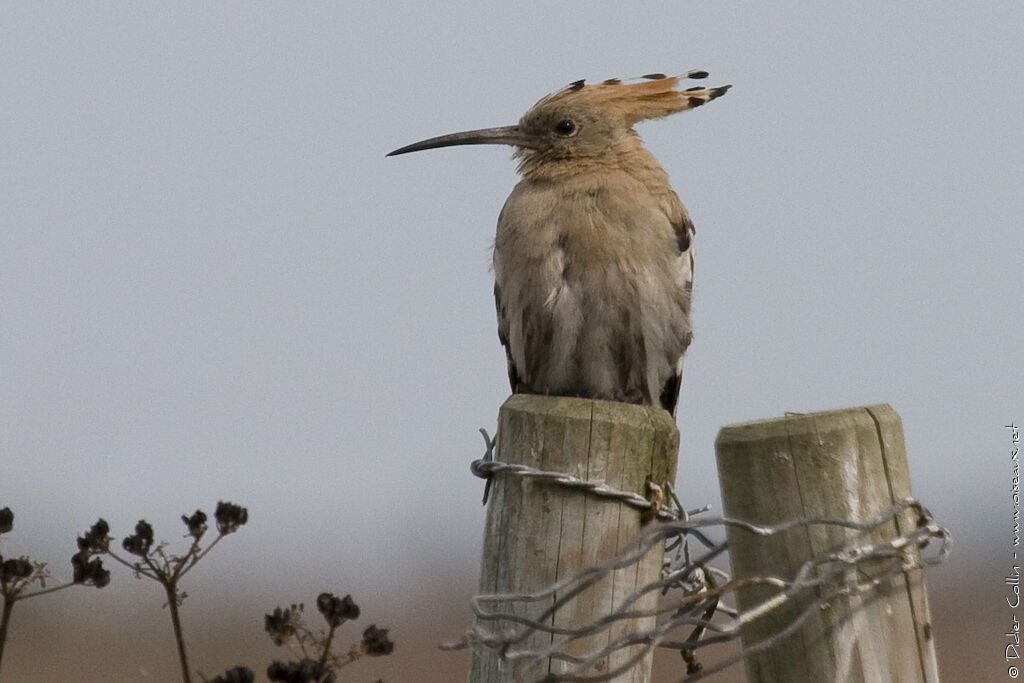 Eurasian Hoopoe