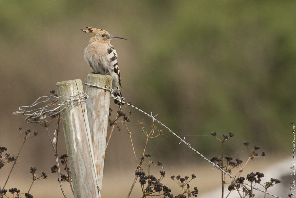 Huppe fasciée, identification