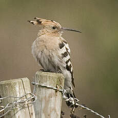 Eurasian Hoopoe