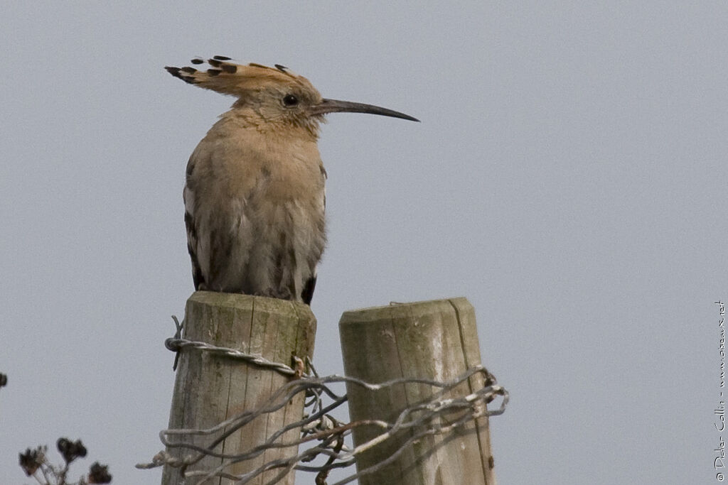 Eurasian Hoopoe