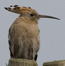 Eurasian Hoopoe