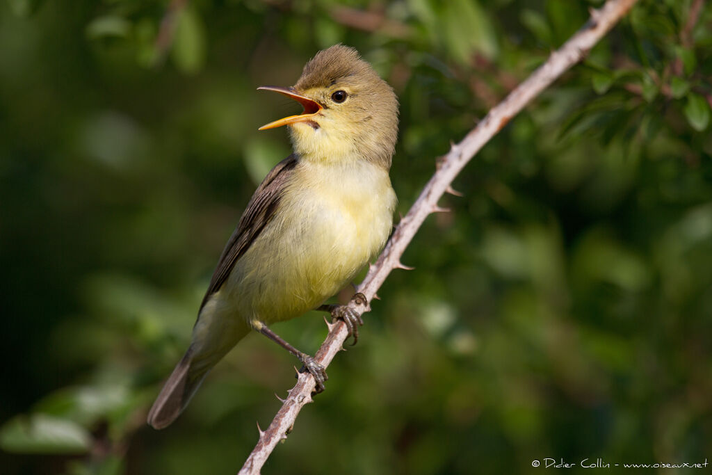 Melodious Warbleradult breeding, identification