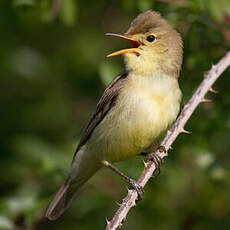 Melodious Warbler