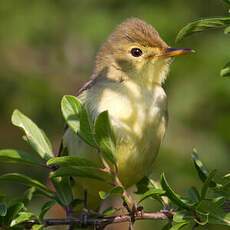 Melodious Warbler