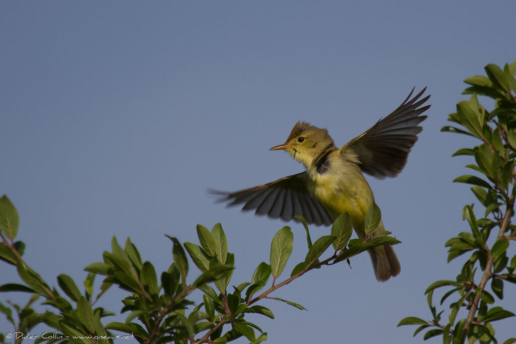 Melodious Warbleradult, Flight