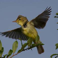 Melodious Warbler