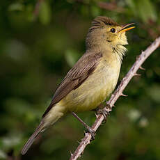 Melodious Warbler