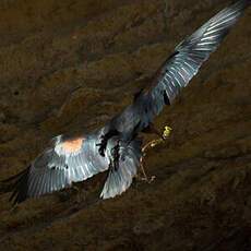 Northern Bald Ibis